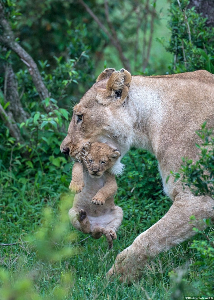 Löwin mit ihrer Baby, Bilder von niedlichen Tierbabys und ihren Eltern, Elternliebe im Tierreich
