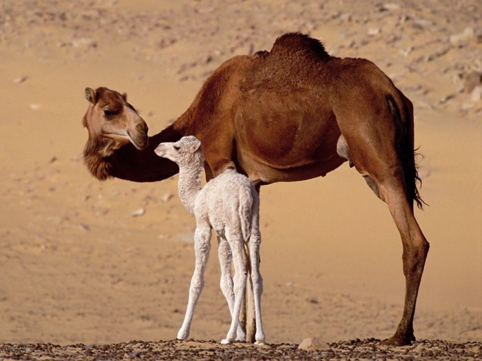 Kamele- Mutter und Baby, süße Tierbabys mit ihren Eltern, niedliche Bilder, Tierwelt näher kennenlernen