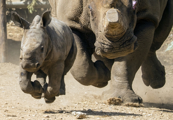 Nashörner- Mutter und Kind zusammen, den Tierreich näher kennenlernen, schöne Bilder