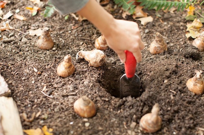 Neuanpflanzungen im Herbst, Zwiebelblumen pflanzen, Gartenarbeit