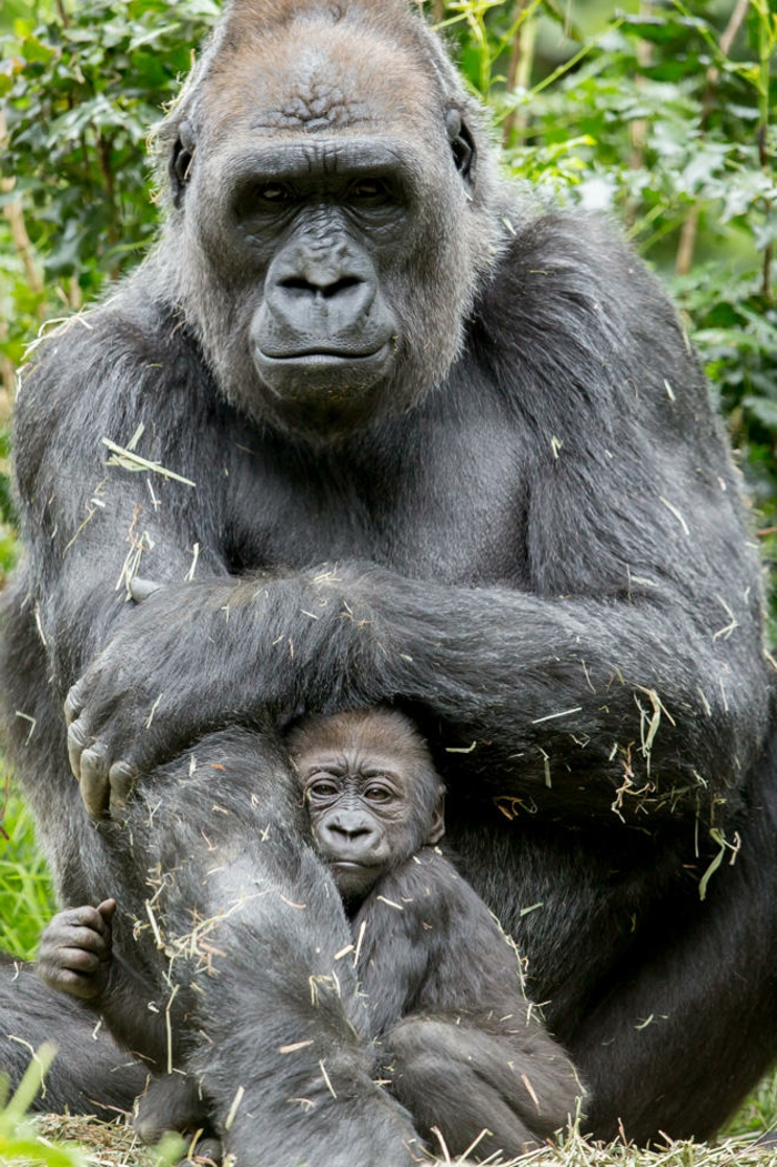 Mama und Baby Gorillas, den Tierreich näher kennenlernen, niedliche Tierbabys