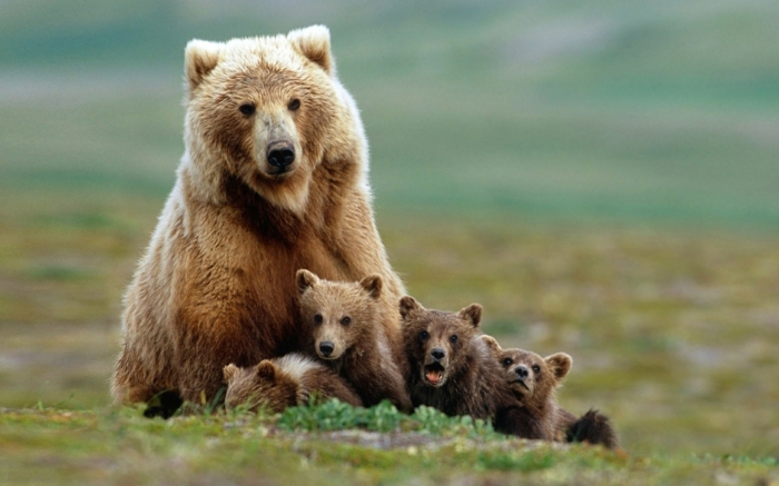 Mama Bär mit vier Kindern, die süßesten Tierbabys der Welt, fantastische Tierbilder