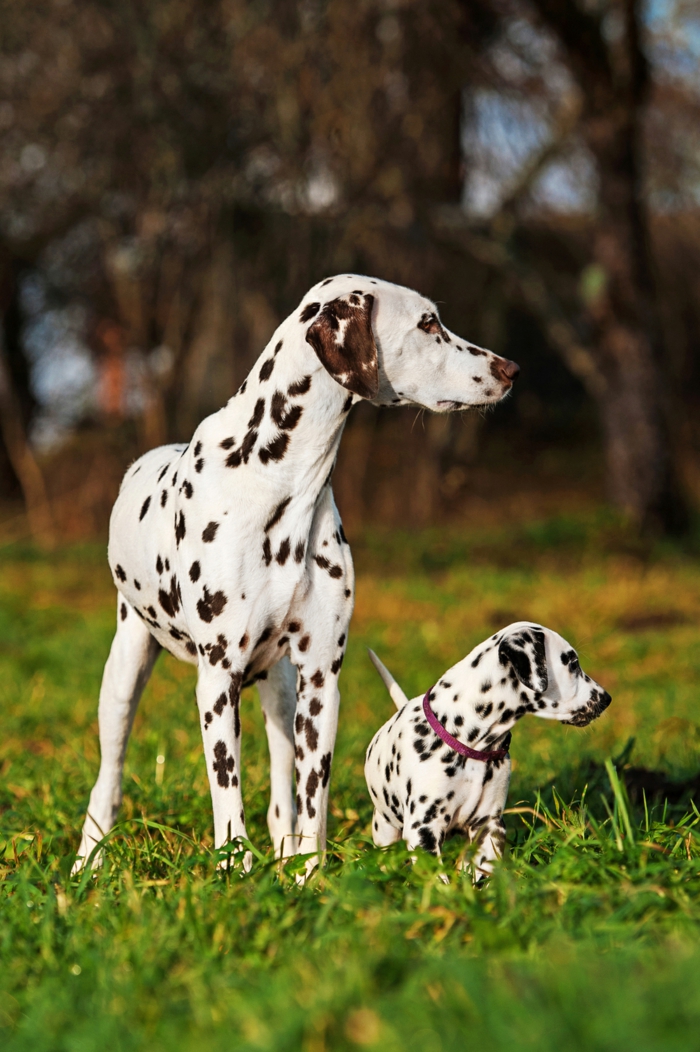 süße Dalmatiner- Mutter und Baby, die niedlichsten Tierbabys der Welt- zahlreiche Foros