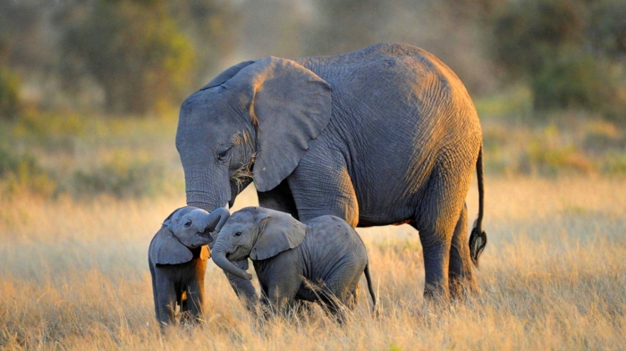 Elefanten, Mutter mit zwei Kindern, die süßesten Tierbabys der Welt mit ihren Eltern