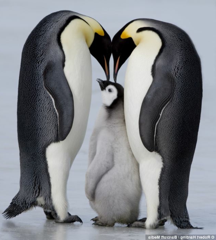 süße Familie Pinguine, Eltern mit ihrem Baby, Bilder von niedlichen Tierbabys und ihren Eltern