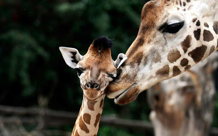 süße Giraffen- Baby und Mutter, den Tierreich näher kennenlernen, zahlreiche Bilder von niedlichen Tierbabys