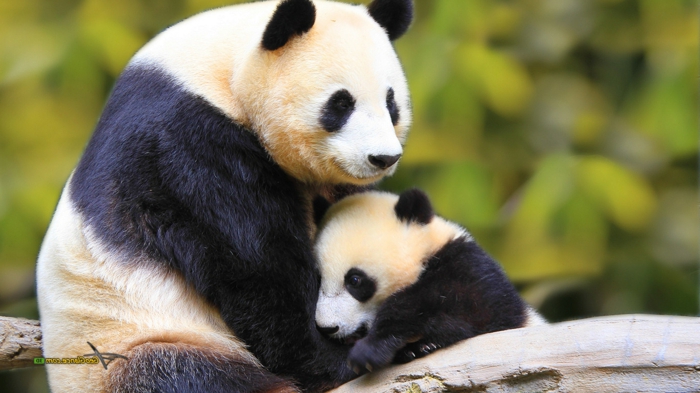 süße Pandas- Mama und Baby, niedliche Tierbabys mit ihren Eltern, Bilder und Informationen