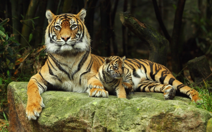 Mutter und Kind Tiger, die Wildtiere näher kennenlernen, schöne Bilder und interessante Fakten