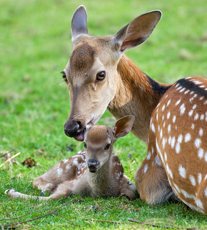 niedliche Tiere, interessante Fakten und fantastische Bilder, Mutterliebe in der Tierwelt