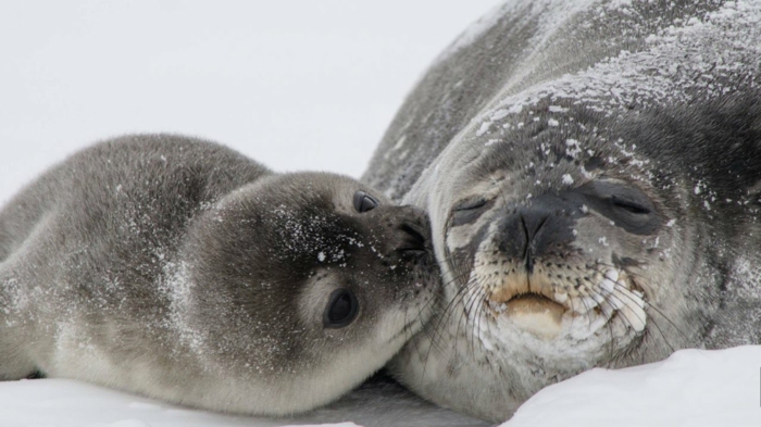 süße Robben- Mutter und Baby, das Baby küsst seine Mutter, Liebe im Tierreich