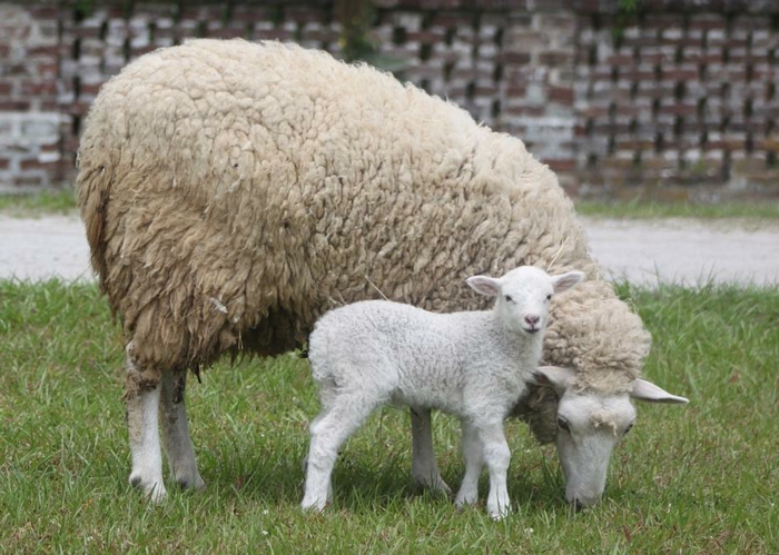 kleines Lamm und Schaf, Kind und Mutter, Bilder von den süßesten Tierbabys der Welt