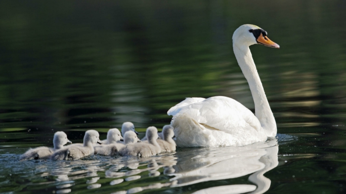 wunderschöne Schwanenfamilie, Mutter mit ihren Babys, in den Tierreich eintauchen- Bilder und Fakten