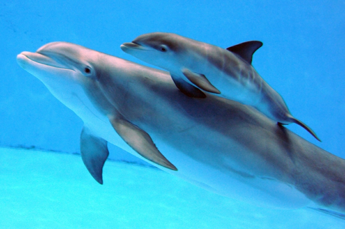 süße Delfine- Mutter und ihr Baby, wunderschöne und elegante Tiere, Bilder und interessante Fakten