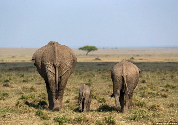 Elefantenfamilie, Eltern mit ihrem Kind, die Tierwelt näher kennenlernen, interessante Fakten und fantastische Bilder