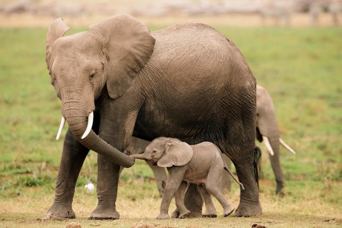 Mutter und Baby Elefanten, die Wildtiere näher kennenlernen, die Natur genießen
