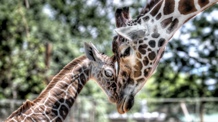 süße Giraffen- Mutter und Baby, Liebe im Tierreich, die Tiere näher kennenlernen 