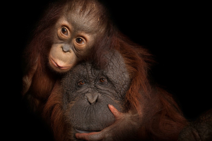 zwei niedliche Orang-Utans, Mutter und Baby, süße Bilder von Tierbabys und ihren Eltern