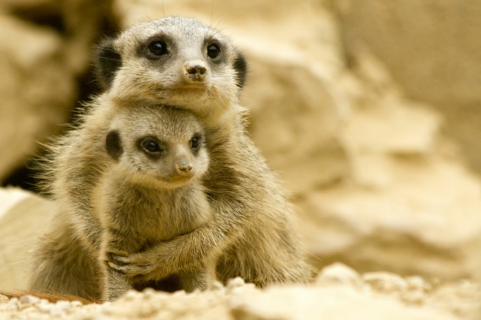 Mutter und Baby Erdmännchen kuscheln sich, Liebe im Tierreich, fantastische Bilder von niedlichen Tieren