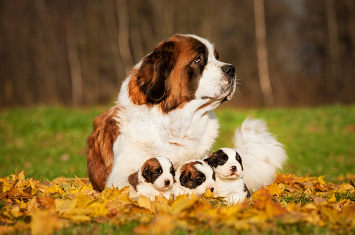 Bernhardiner, drei süße Hundebabys mit ihrer Mutter, gelbe Herbstblätter, schöne Bilder von Tieren