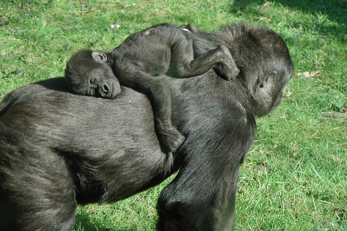 Baby Gorilla schläft auf seiner Mutter, Bilder von Tierbabys und Eltern, interessante Fakten