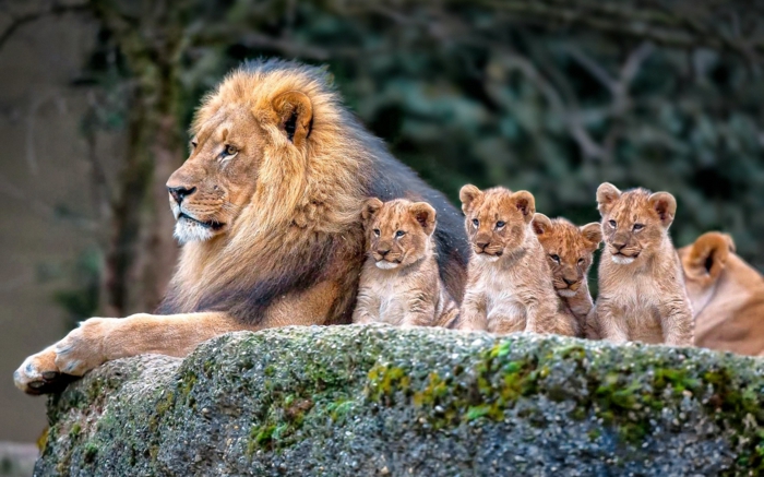 Löwin mit vier Babys, den Tierreich näher kennenlernen, zahlreiche Bilder und interessante Fakten
