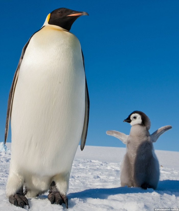 Mutter und Baby Pinguine, die süßesten Tierbabys der Welt mit ihren Eltern, Mutterliebe im Tierreich