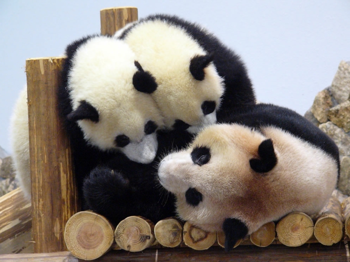 Mutter Panda mit Zwillingen, die süßesten Tiere der Welt- zahlreiche Bilder, Tierwelt