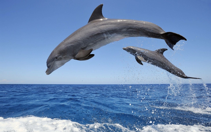 Mutter und Baby Delfine, schöne Tierbilder, Tierbabys mit ihren Eltern, in den Tierreich eintauchen