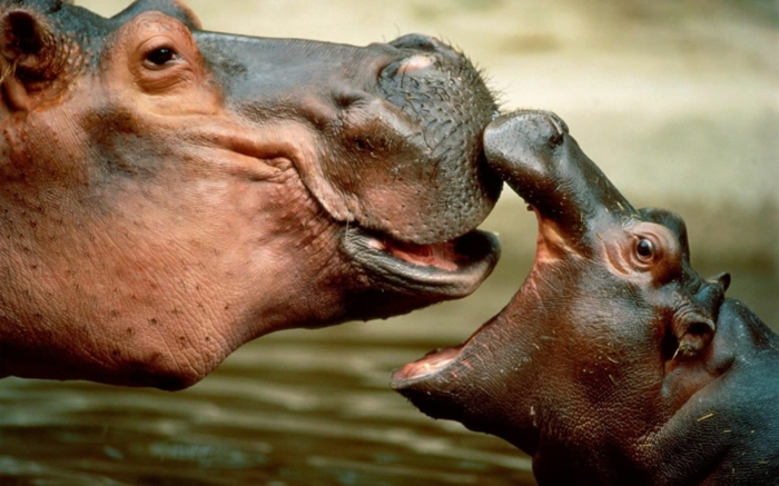 Mutter und Baby Flusspferden, in die Tierwelt eintauchen, fantastische Bilder und interessante Fakten