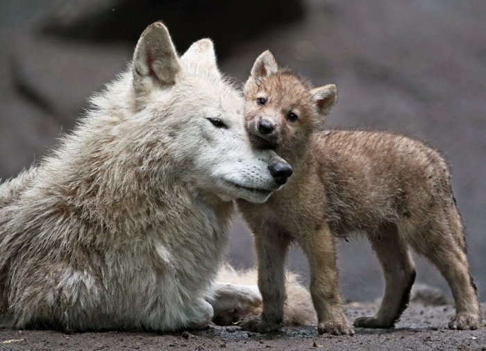 Mutter und Baby Wölfe, die süßesten Tierbabys der Welt, zahlreiche Bilder, die Tierwelt näher kennenlernen