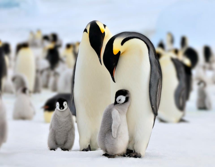 süße Baby Pinguine und ihre Eltern, wunderschöne Familie, in die Tierwelt eintauchen- Bilder und Fakten