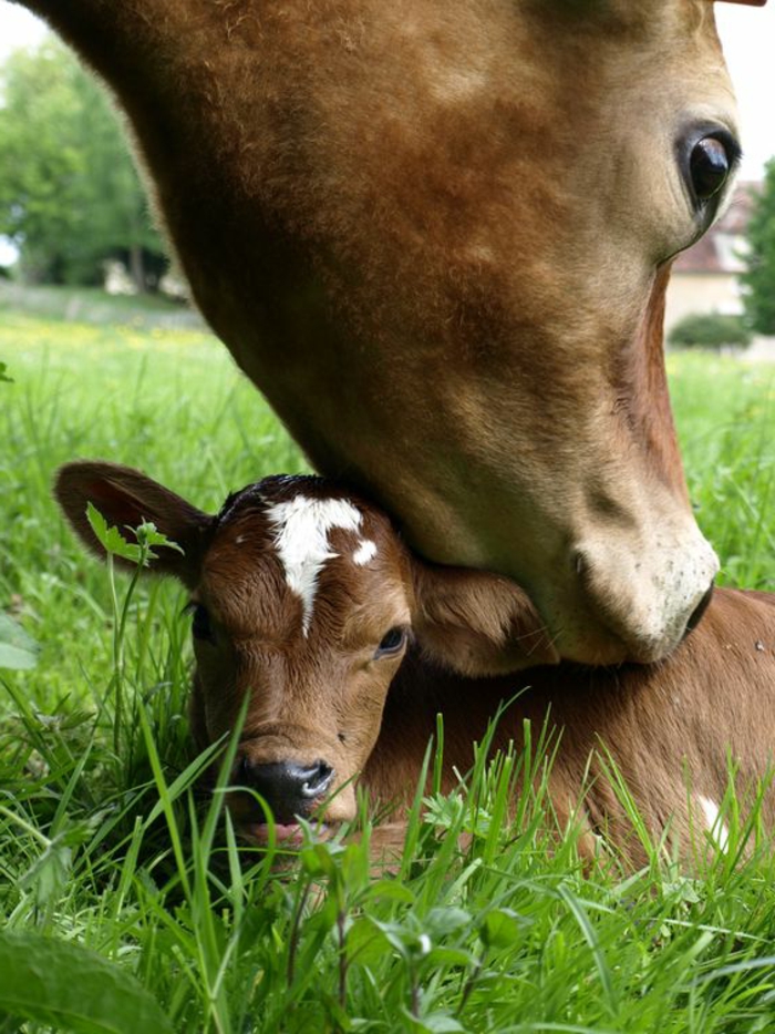 Kuh und Kalb, Mutter und Kind, die Mutterliebe im Tierreich, schöne Tierbilder
