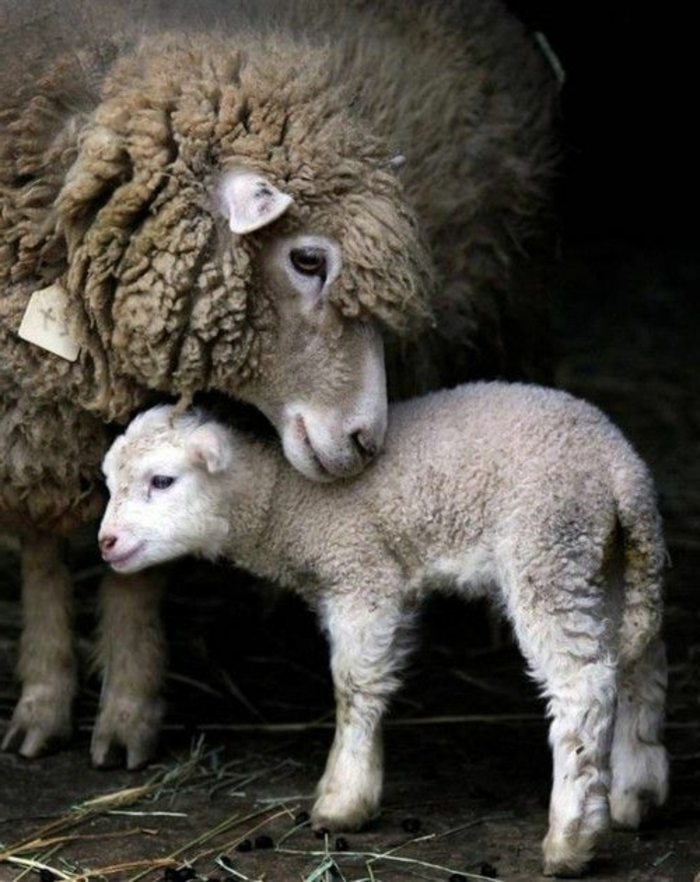 Schaf und Lamm, Mutter und Baby, die süßesten Tierbabys der Welt- zahlreiche Bilder