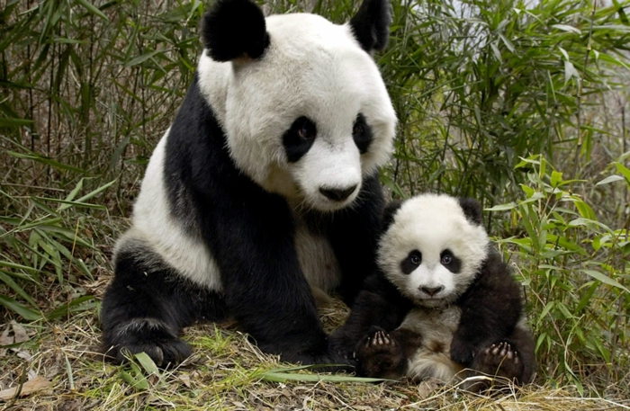 Mutter und Baby Pandas, die Mutterliebe im Tierreich- schöne Bilder und interessante Fakten