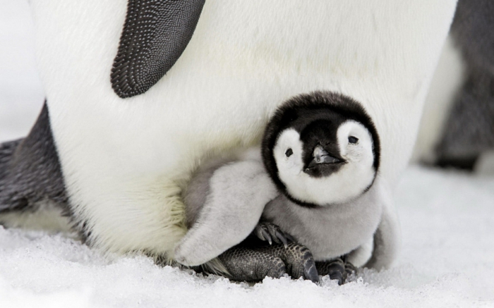die süßesten Tierbabys der Welt, niedlicher Baby-Pinguin mit seiner Mutter, Liebe im Tierreich
