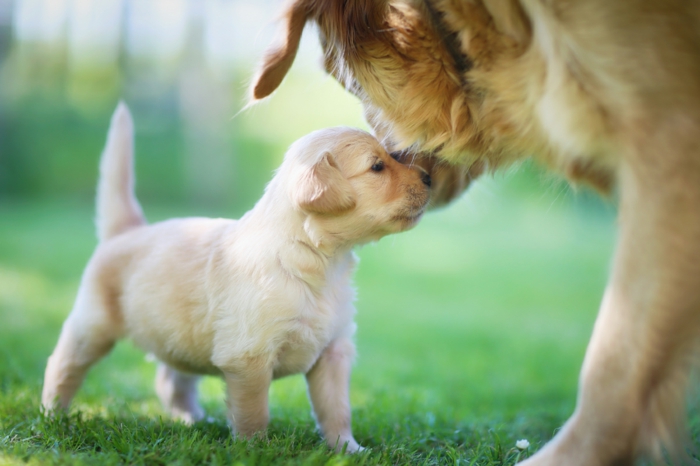 niedliches Hundebaby mit seiner Mutter, fantastische Tierbilder und interessante Fakten