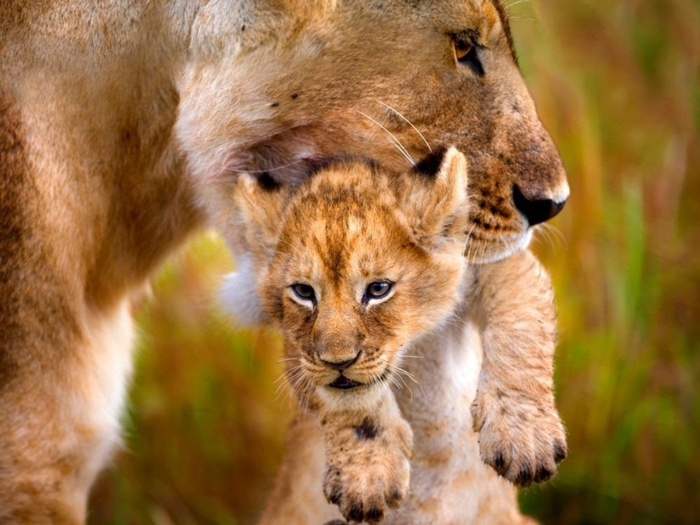 Löwin mit ihrem Baby, süße Bilder von Tierbabys und Eltern, den Tierreich näher kennenlernen