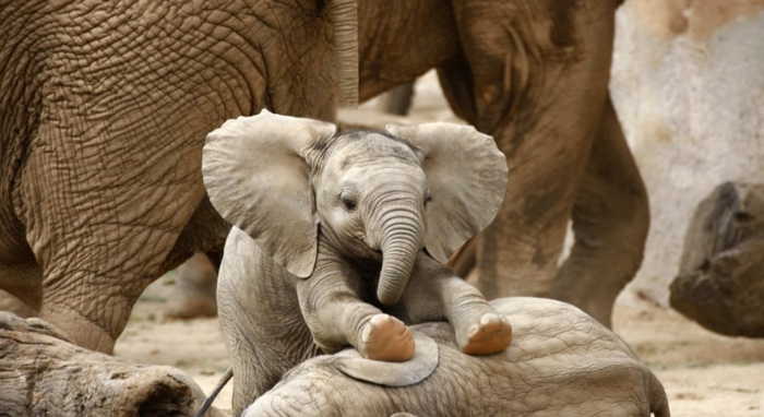 süßer Baby Elefant, die niedlichsten Tiere der Welt, fantastische Bilder und interessante Fakten