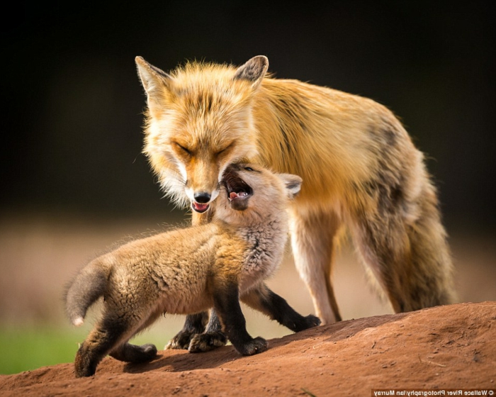 Mutter und Kind Füchse, die Tierwelt näher kennenlernen, süße Tierbabys und ihre Eltern