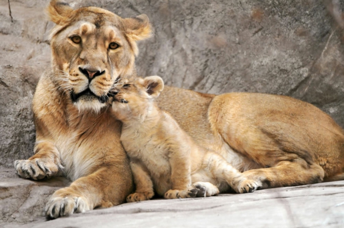 Löwin und ihr Baby, die Mutterliebe im Tierreich, fantastische Bilder, in die Tierwelt eintauchen
