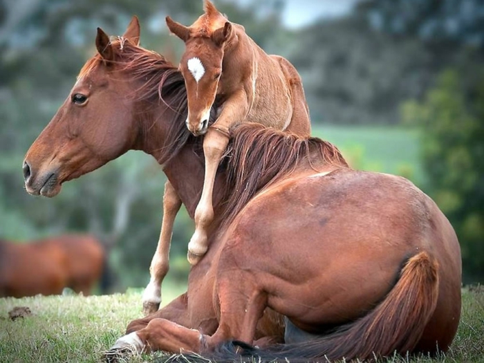Mutter und Baby Pferden, niedliche Tierbabys mit ihren Eltern, die Tierwelt näher kennenlernen