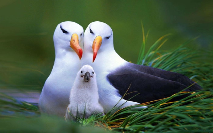 Eltern mit ihrem Baby, die Vogelwelt näher kennenlernen, schöne Bilder von niedlichen Tieren