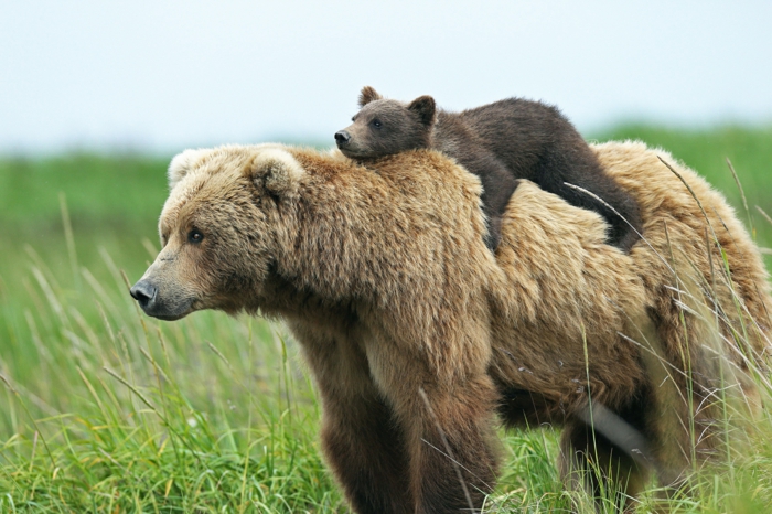 Baby Bär liegt auf seiner Mutter, schöne Bilder von niedlichen Tieren, die Tierwelt näher kennenlernen