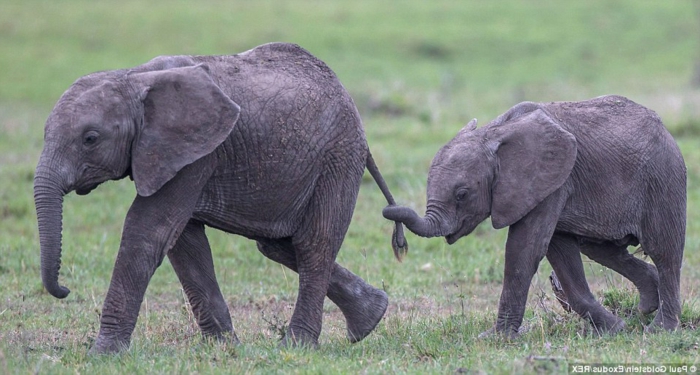 witzige Tierbilder, Baby und Mutter Elefanten, die Tierwelt näher kennenlernen, fantastische Bilder