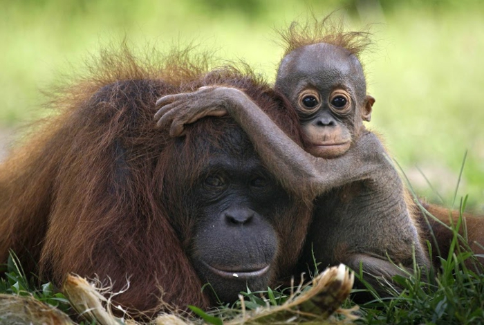 Mutter und Baby Orang-Utans, niedliche Tierbabys mit ihren Eltern, den Tierreich näher kennenlernen