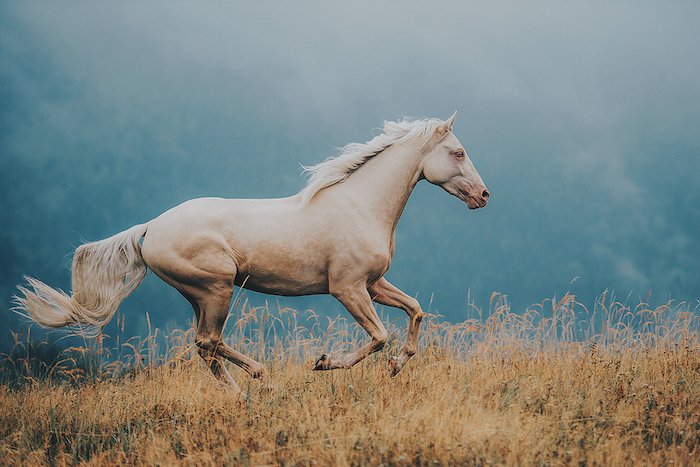 zum thema pferdesprüche und pferdebilder - hier ist ein laufendes pferd mit einem weißen schwanz und einer weißen dichten mähne 
