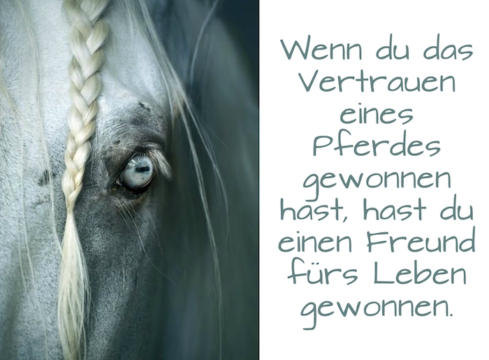 Sprüche Pferd Vertrauen 1001 Sprueche