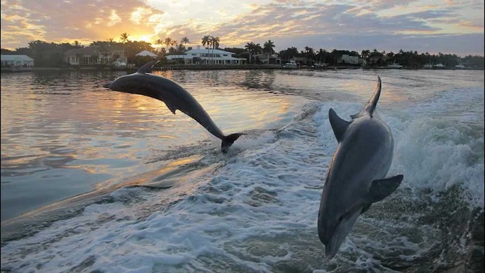 werfen sie einen blick auf dieses bild zum thema delfine im sonnenuntergang - hier sind zwei delfine im sprung, eine sonne, wolken, grüne bäume und palmen
