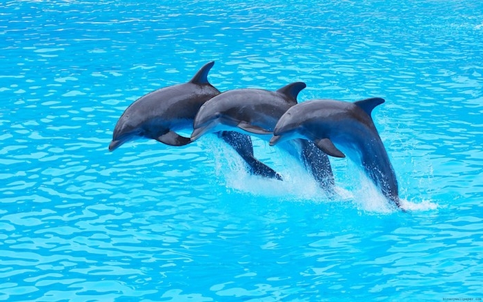 noch ein bild mit drei grauen delfinen im sprung über dem blauen wasser eines großen schwimmpools