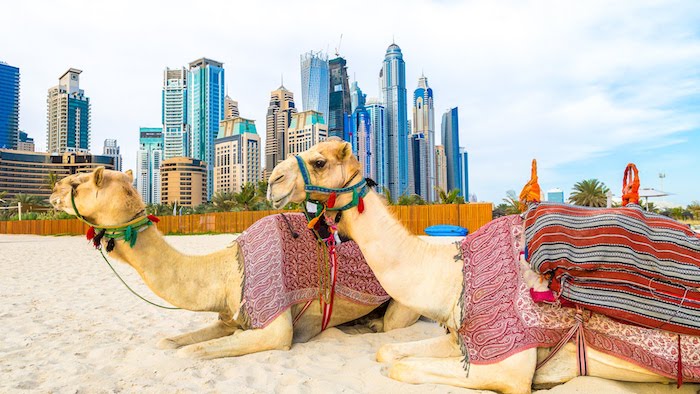 dubai kontinent zwei kamele liegen auf dem strand meeresküste ufer wolkenkratzer im hintergrund
